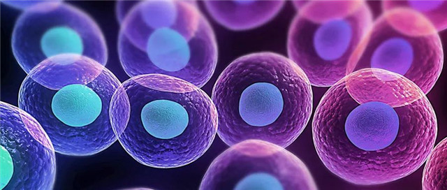 NK細胞在HIV感染免疫重建中的(de)作(zuò)用(yòng)