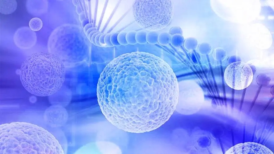 幹細胞回輸，價格、效果、注意事(shì)項……