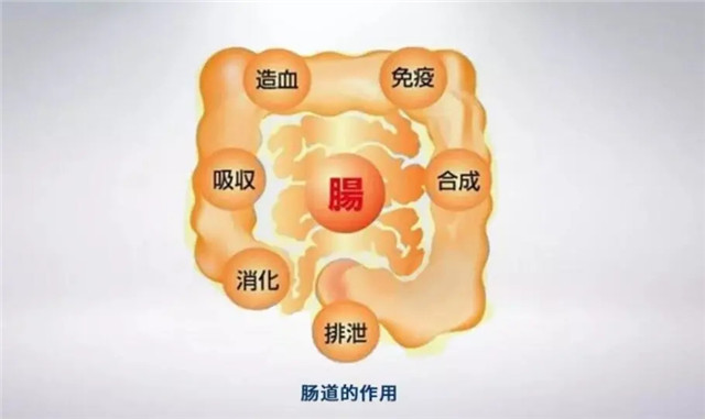 腸道(dào)越幹淨，人(rén)體(tǐ)越長(cháng)壽！